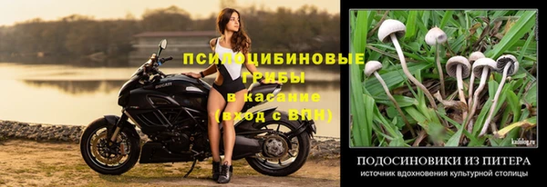 хмурый Абаза